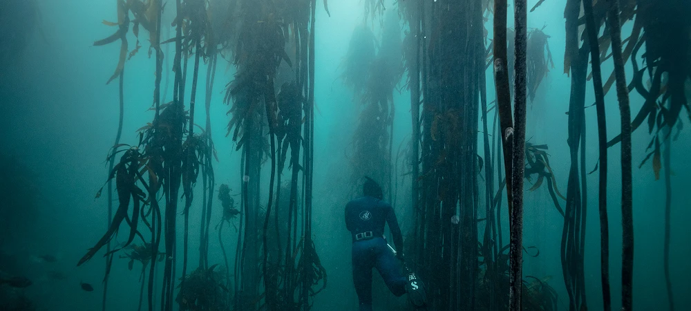 Cape Radd - Snorkelling
