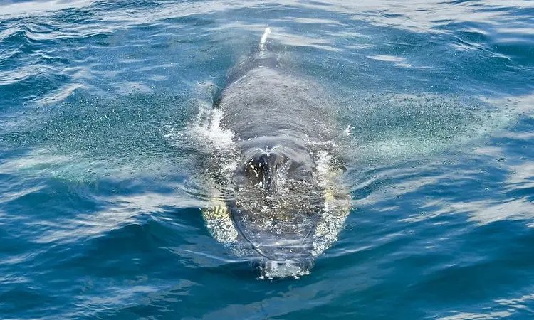 Captain Jack's Ocean Safaris - Whale Watching 2
