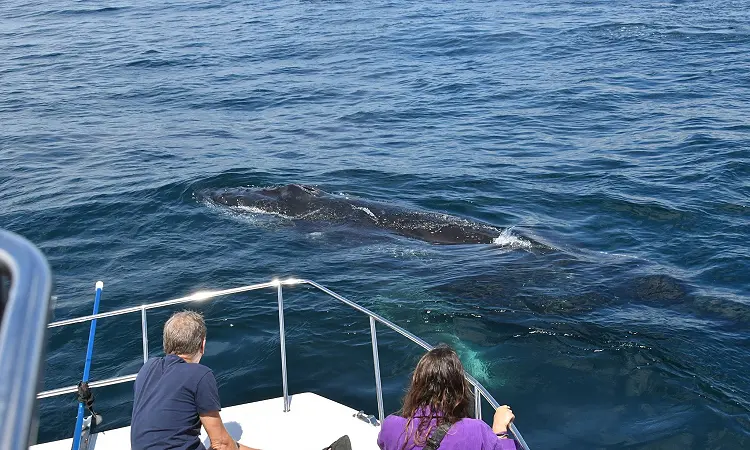 Captain Jack's Ocean Safaris - Whale Watching 1