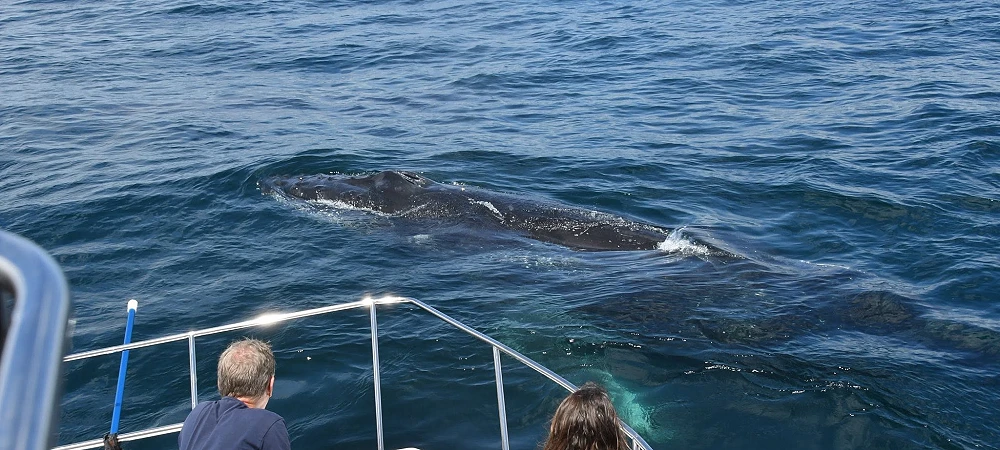 Captain Jack's Ocean Safaris - Whale Watching 1