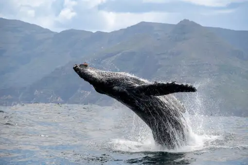 Captain Jacks Ocean Safaris - Whale Watching