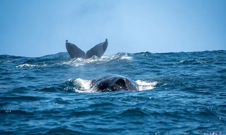 Captain Jack's Ocean Safaris - Whale Watching 3