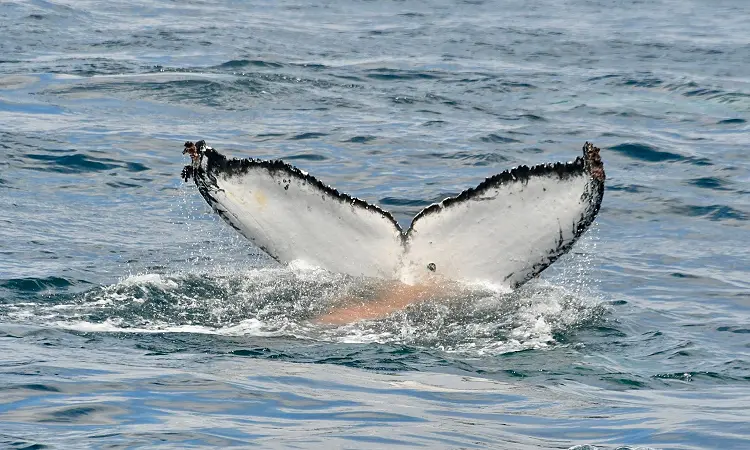Captain Jack's Ocean Safaris - Whale Watching 4