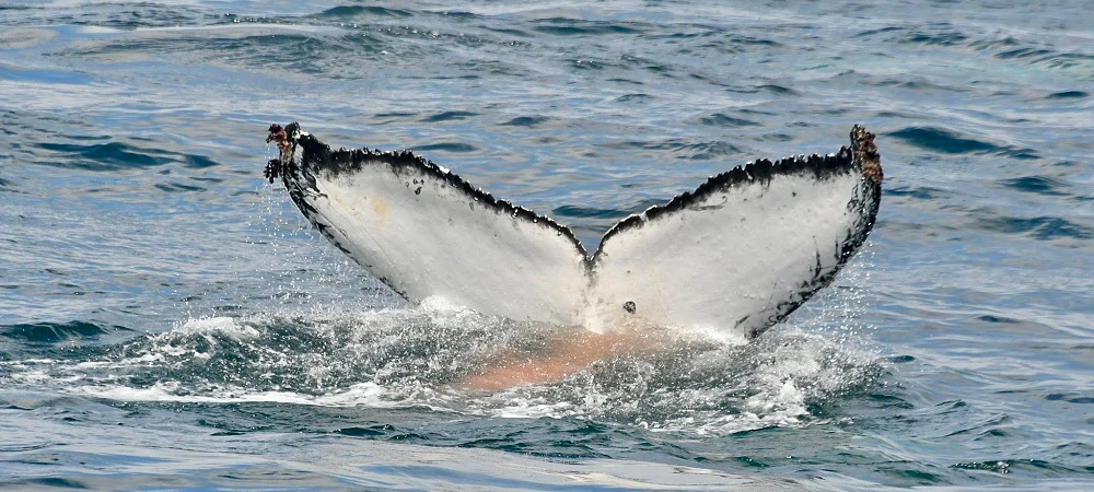 Captain Jack's Ocean Safaris - Whale Watching 4