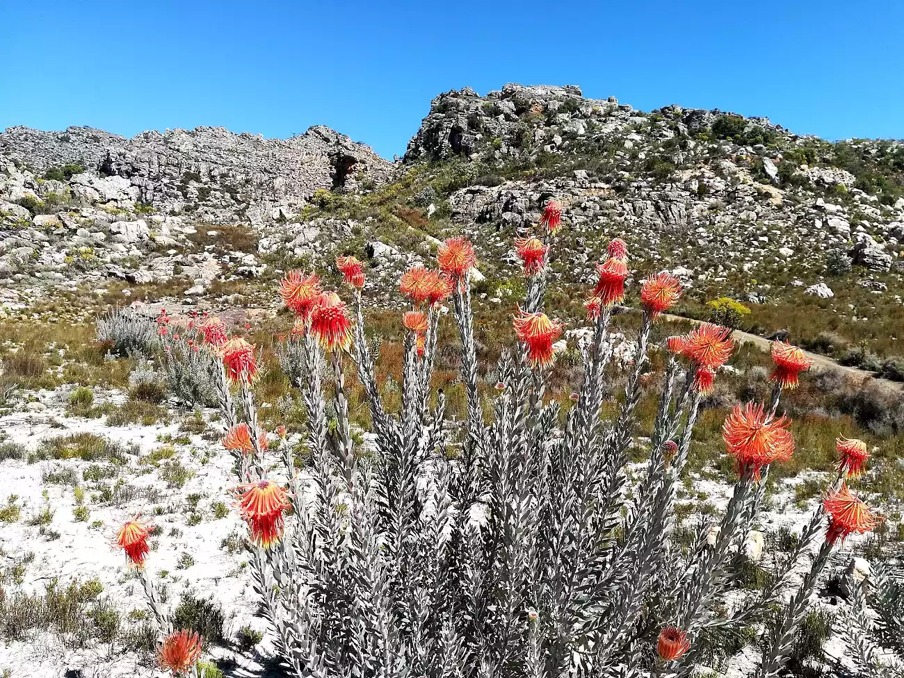 Guided Hiking in the Cederberg