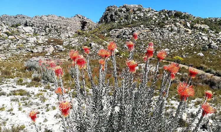 Cederberg Heritage Route - Slackpacking