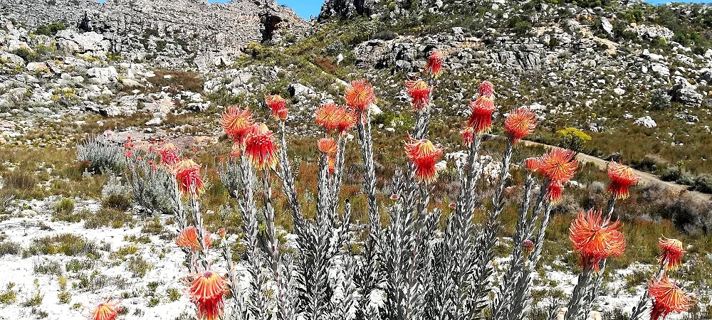 Cederberg Heritage Route - Slackpacking