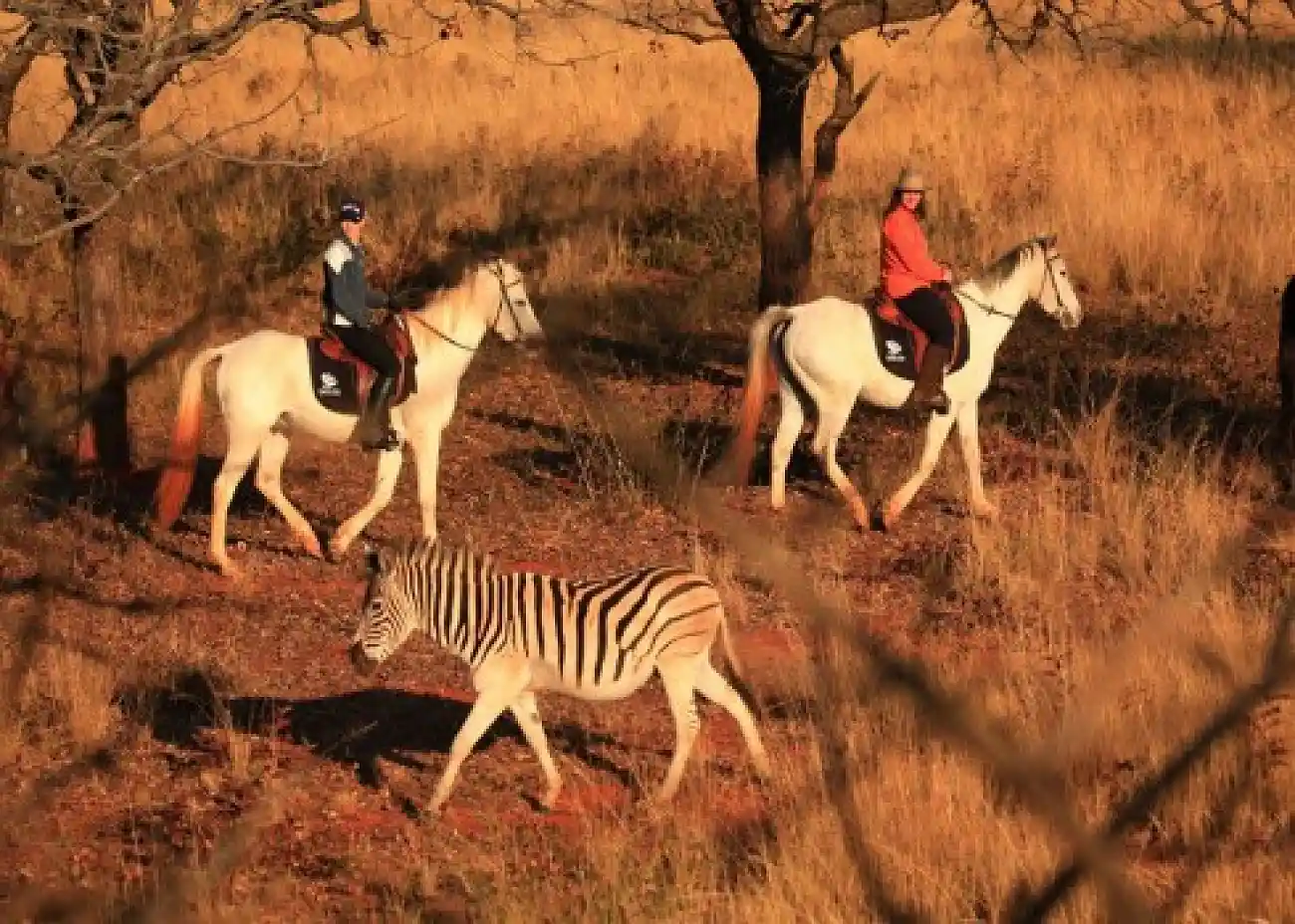 3 Day/2 Nights Mlilwane Horse Trail - Swaziland