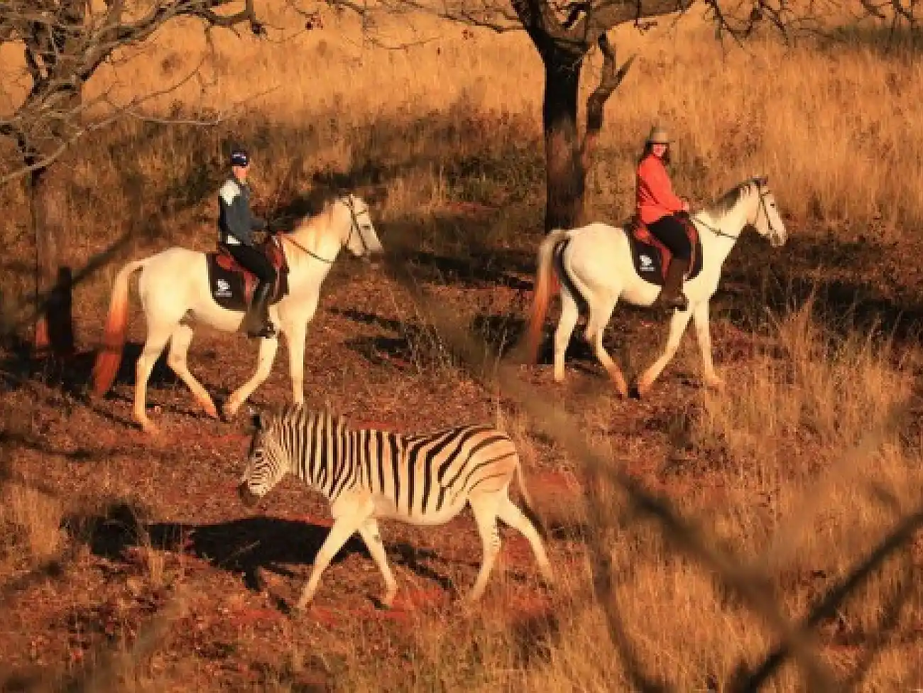 Horse Safaris in Swaziland