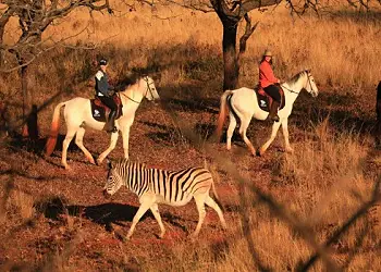 Horse Safaris