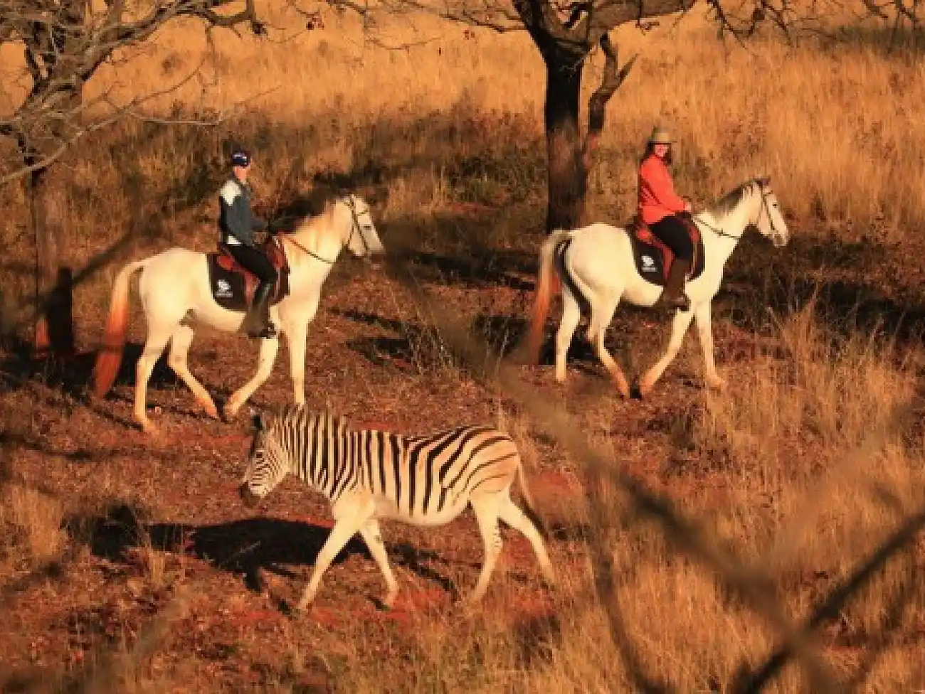 Horse Safaris in Swaziland