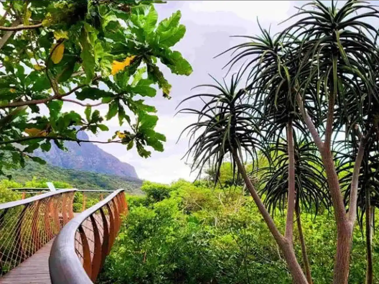 Wine Walks in Kirstenbosch