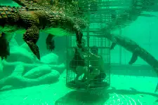 Croc Cage Diving