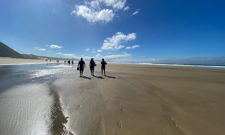 Coastal walking route through dunes and indigenous plants