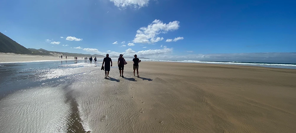 Coastal walking route through dunes and indigenous plants