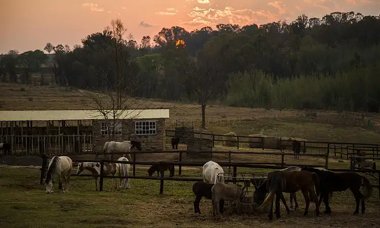 De Hoop Adventures - Horse Riding