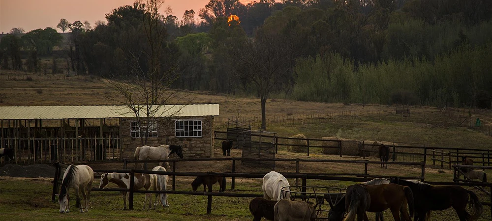 De Hoop Adventures - Horse Riding