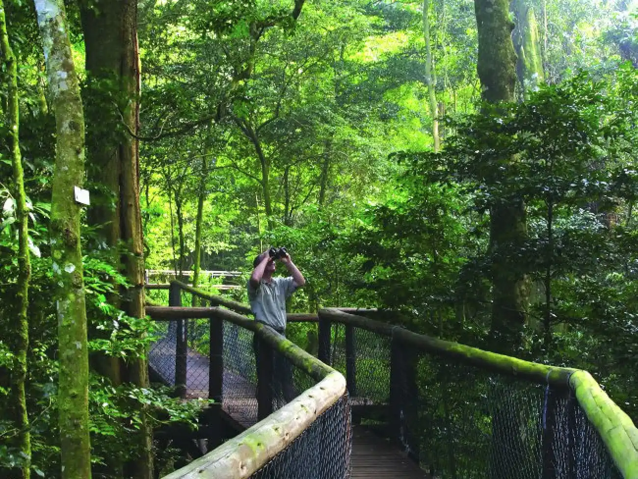 Aerial Boardwalk on the KwaZulu-Natal North Coast