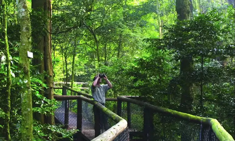 Dlinza Forest - Aerial Boardwalk