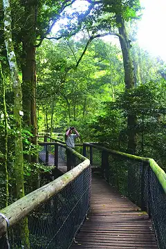 Dlinza Forest - Aerial Boardwalk