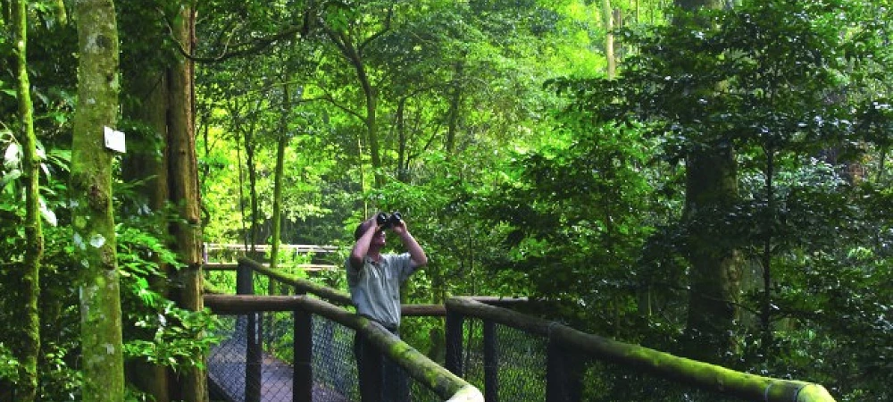 Dlinza Forest - Aerial Boardwalk