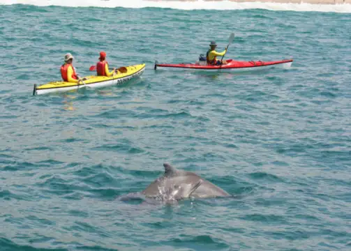 Dolphin Adventures - Sea Kayaking