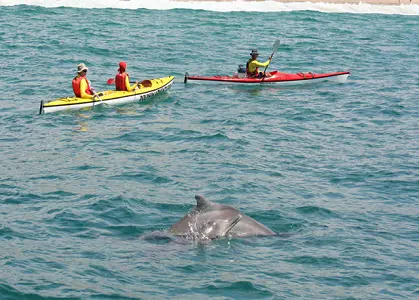 Dolphin Adventures - Sea Kayaking