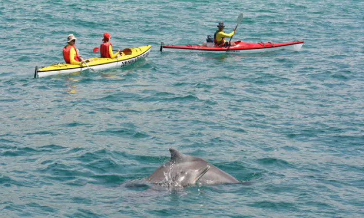 Dolphin Adventures - Sea Kayaking