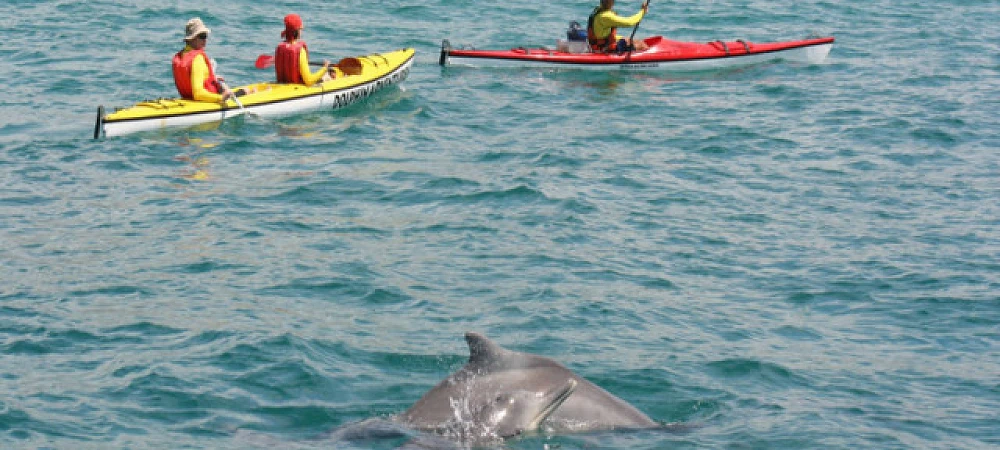 Dolphin Adventures - Sea Kayaking