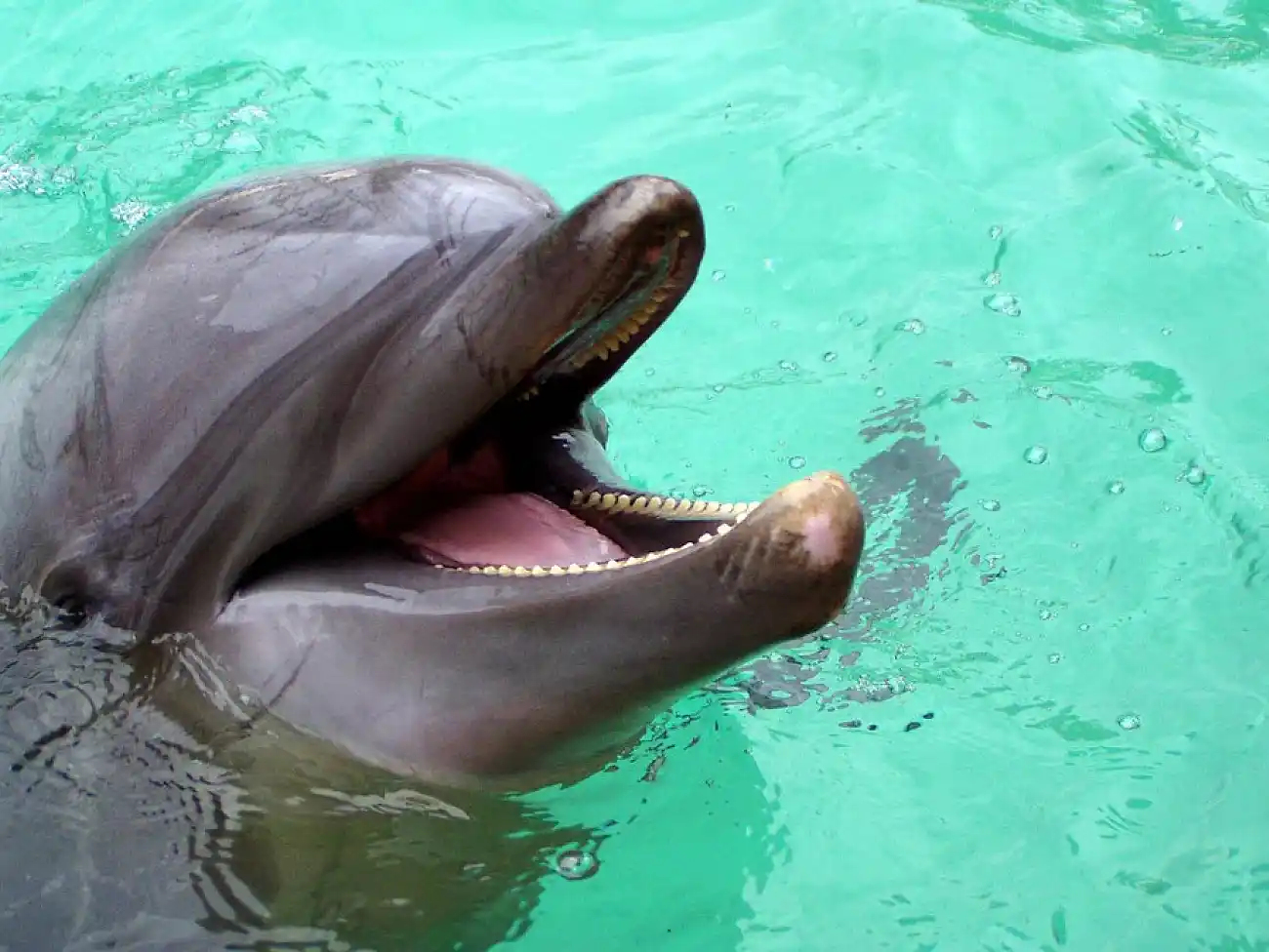 Dolphin Watching on the West Coast 