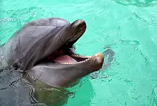 Dolphin Watching Tours