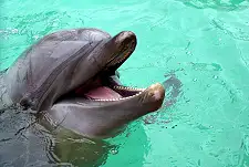 Dolphin Watching Tours