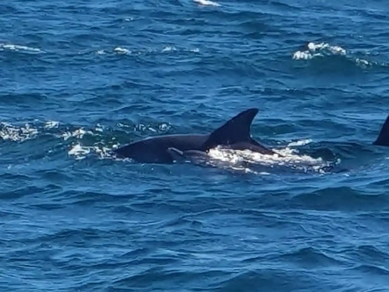 Dolphin Watching Tours on the KwaZulu-Natal North Coast