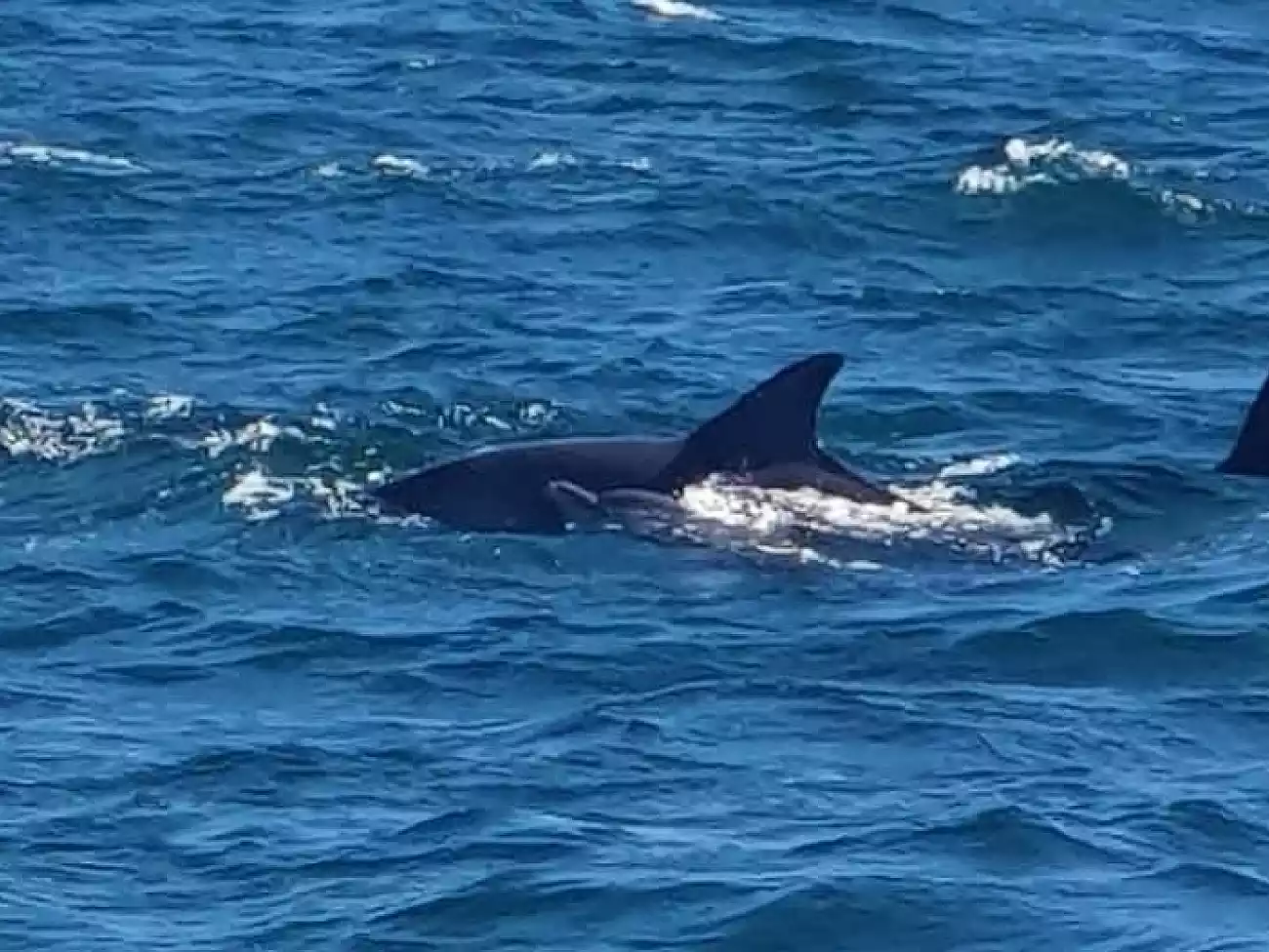 Dolphin Watching Tours on the KwaZulu-Natal North Coast