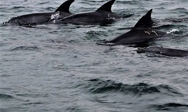 Umhlanga Ocean Charters - Dolphin Watching Tours