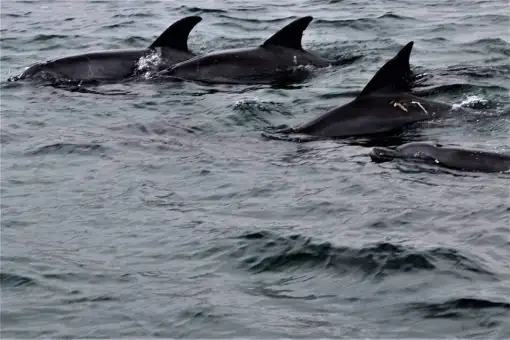 Umhlanga Ocean Charters - Dolphin Watching Tours