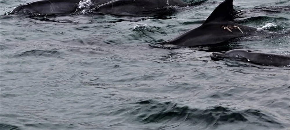 Umhlanga Ocean Charters - Dolphin Watching Tours