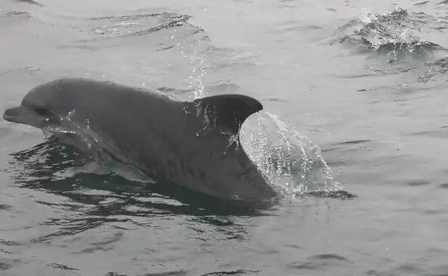 {def_description_image_text}