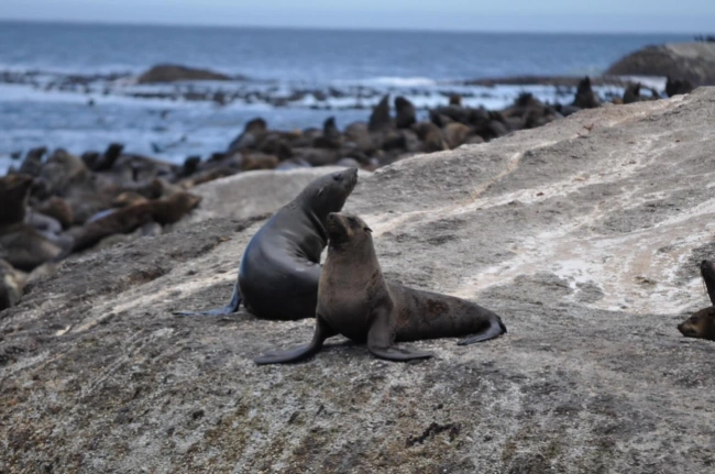 {def_description_image_text}