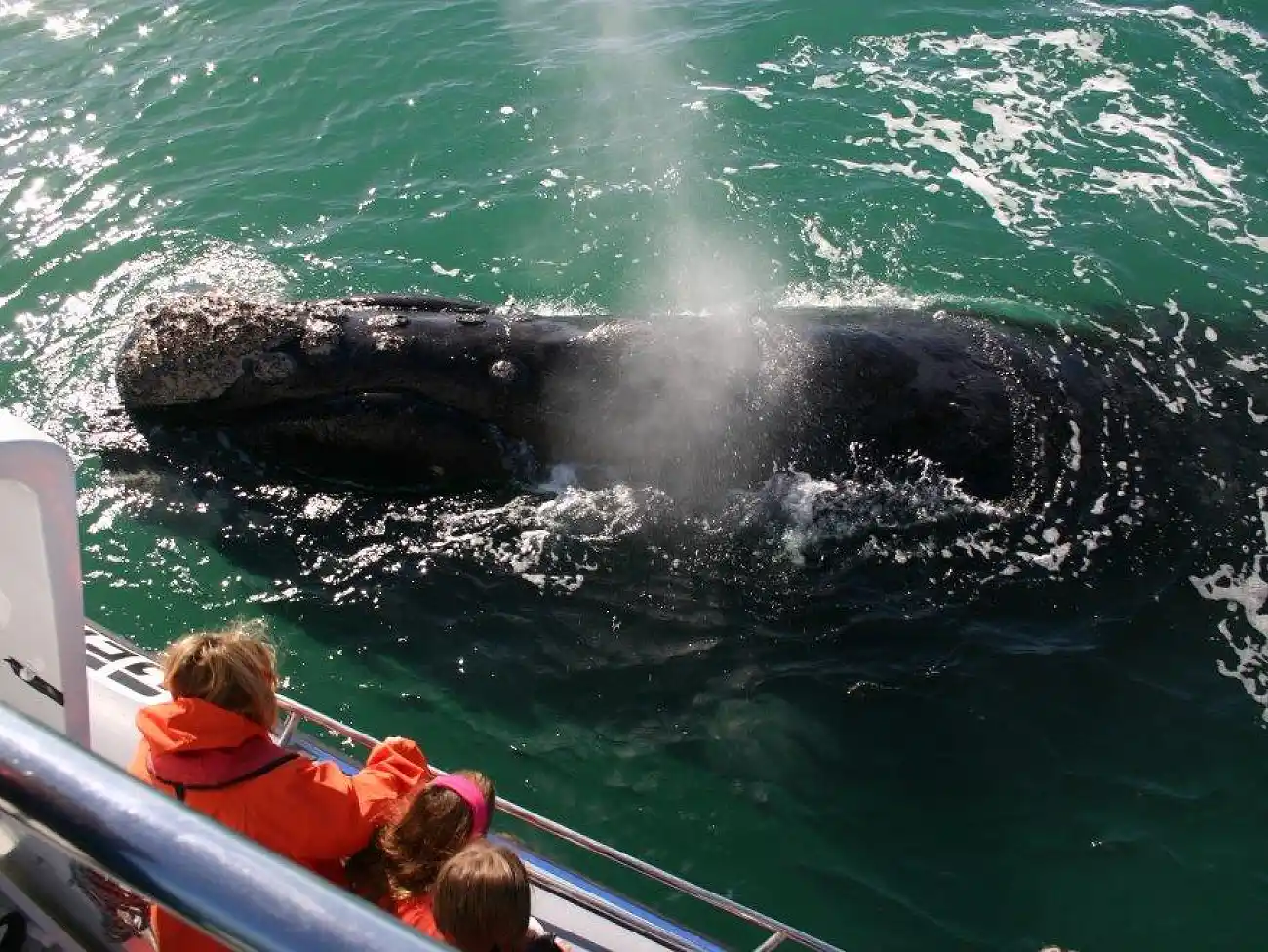 Whale Watching at Dyer Island