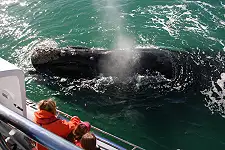 Whale Watching