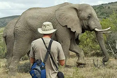 Addo Elephant Lodge - Elephant Experience