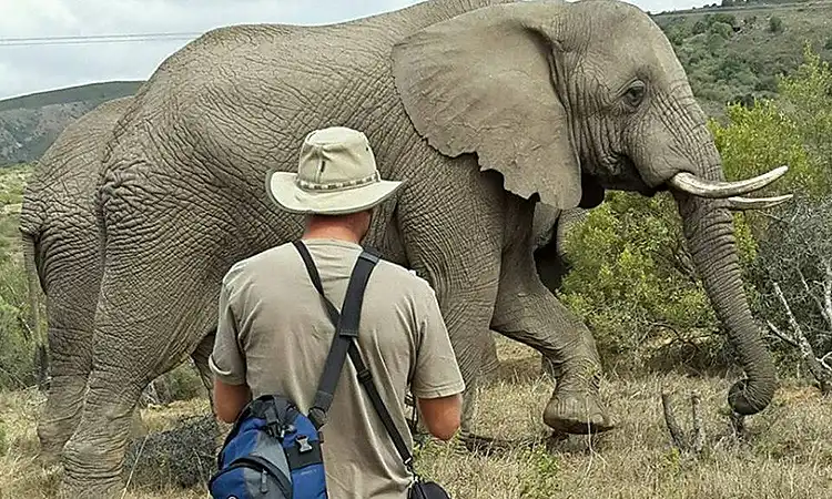 Addo Elephant Lodge - Elephant Experience