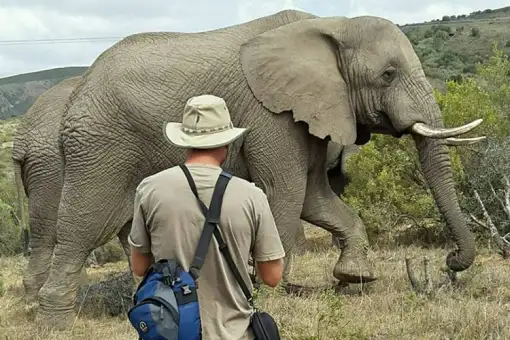 Addo Elephant Lodge - Elephant Experience