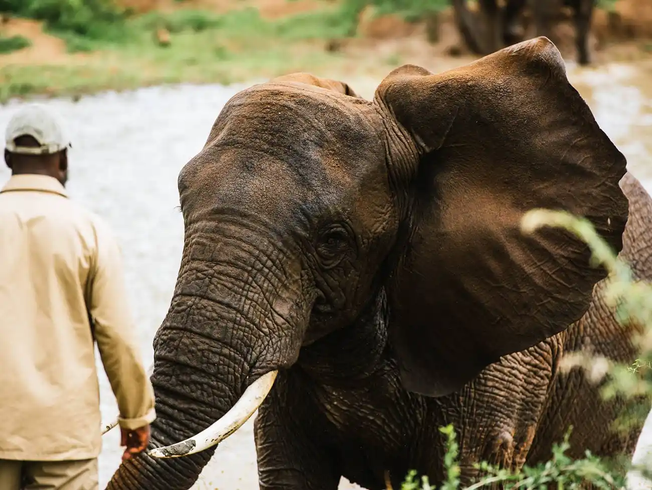 Elelephant Experience at Kapama private Game Reserve