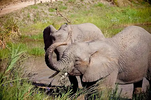 Elephant Whispers - Elephant Experience