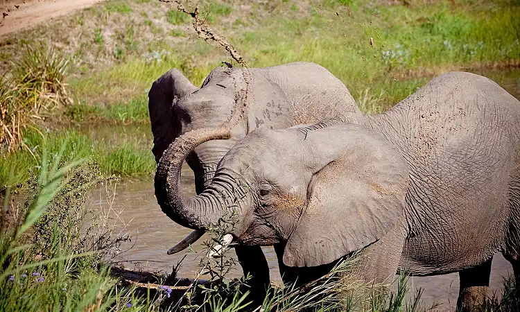 Elephant Whispers - Elephant Experience