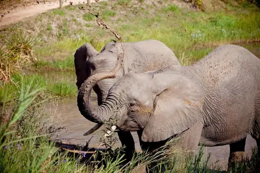 Elephant Whispers - Elephant Experience