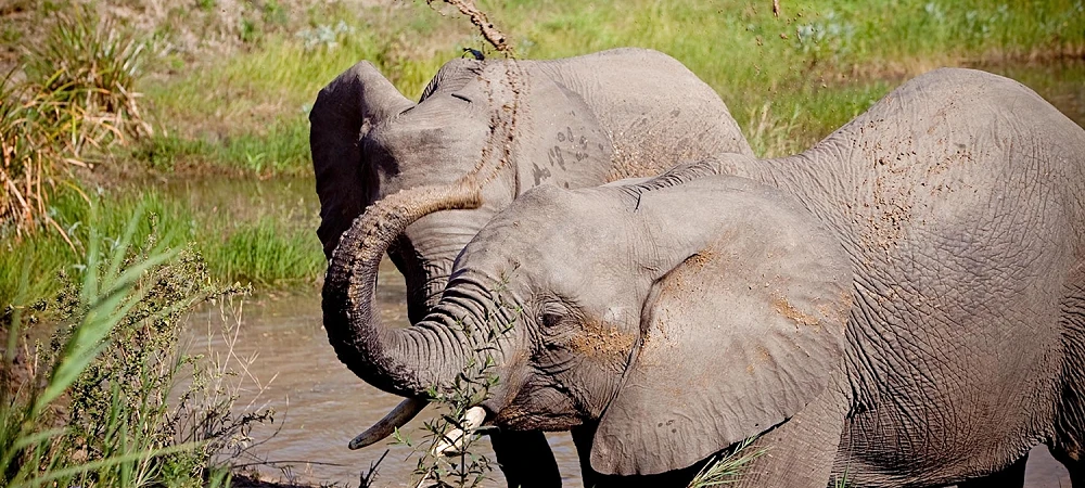 Elephant Whispers - Elephant Experience