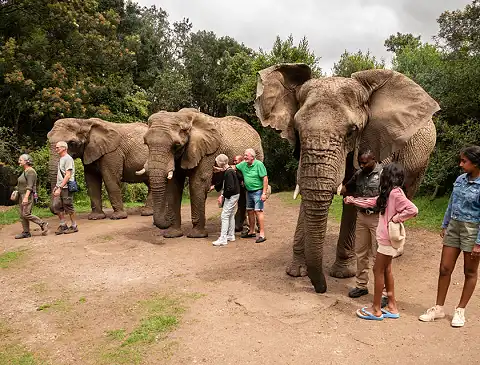 Elephant Sanctuary Plett - Elephant Experience